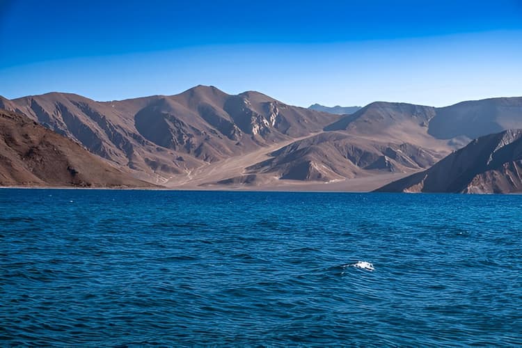 LEH-TURTUK-LEH