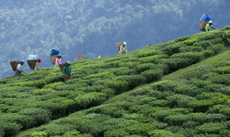 Sikkim