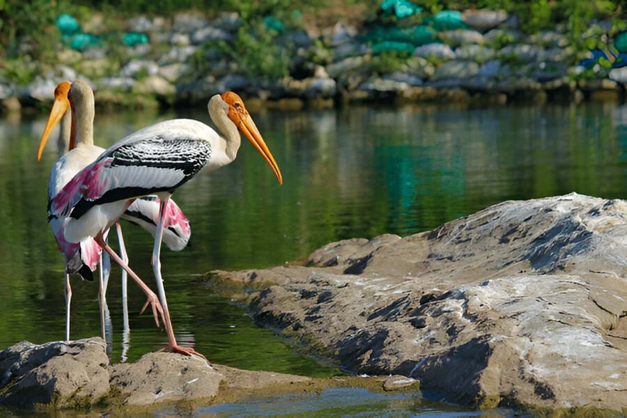Pitti Bird Santuary